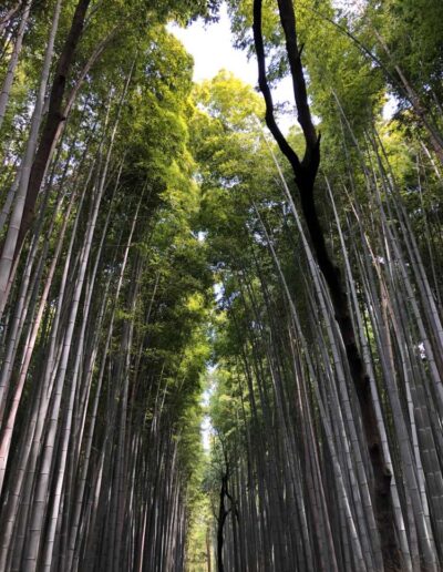 Arashiyama Bambuswald