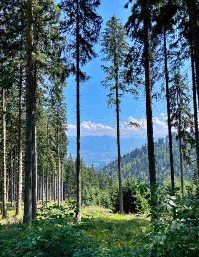 Heigelkopf Wald