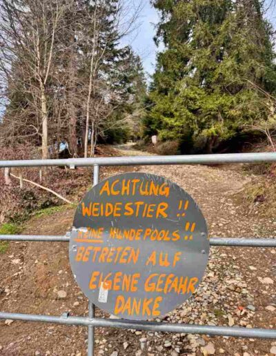 Heigelkopf / Wackersberg Wildstier