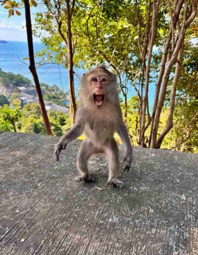 Affe im Angriffsmodus, Koh Chang