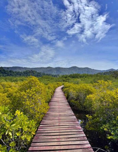 Mangrovenwald, Koh Chang