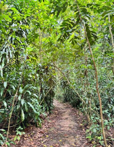 Singapur - MacRitchie Park