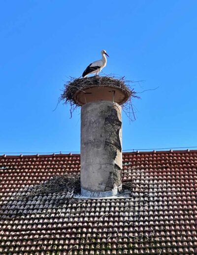 Storchennest in Raisting