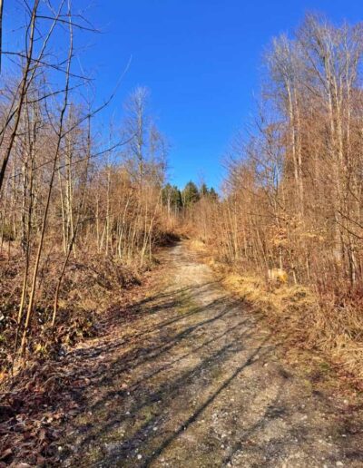 Waldweg Richtung Ilkahöhe